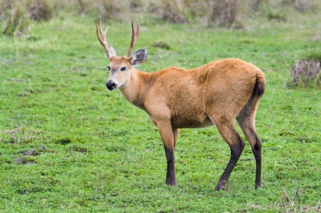 marsh_deer