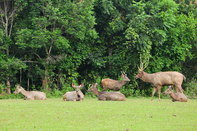 sambar_deer