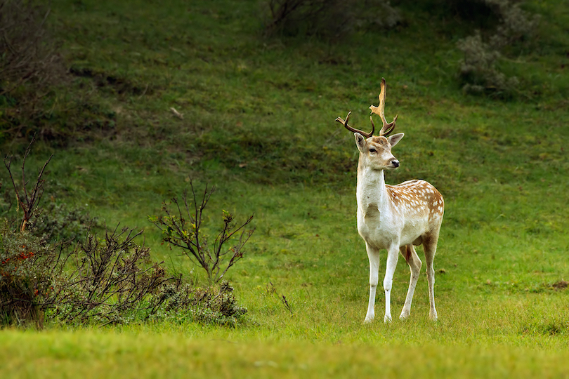 european_fallow_deer