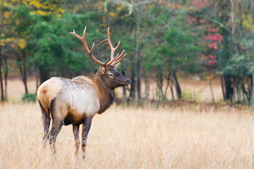 elk