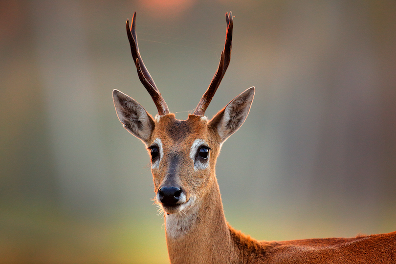 pampas_deer