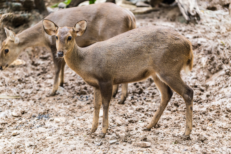 indian_hog_deer