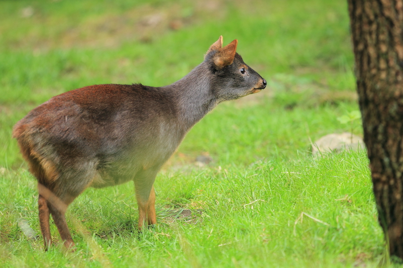 southern_pudu