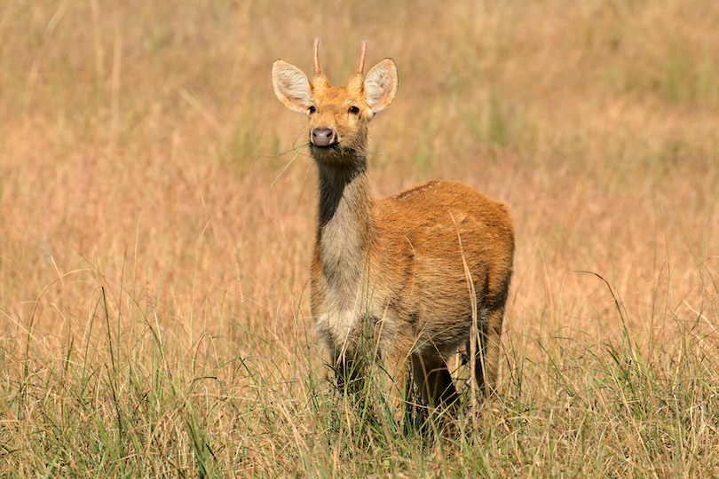 barasingha