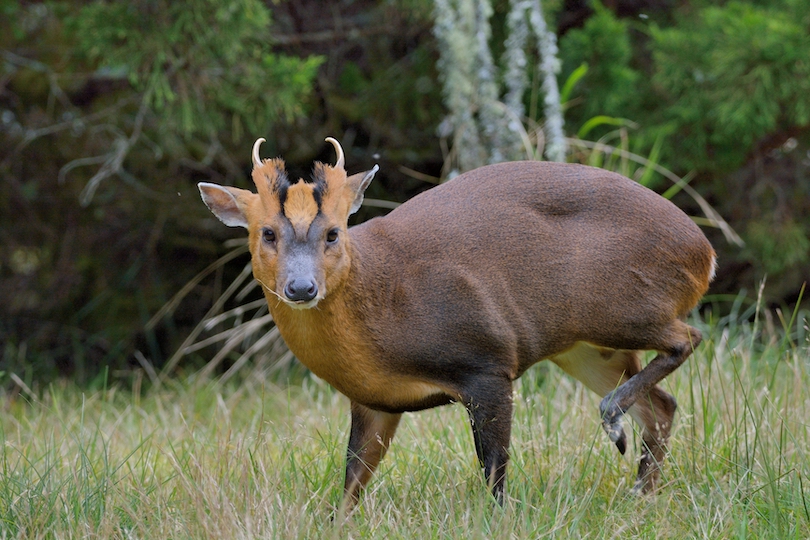 reevess_muntjac