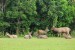 sambar_deer