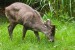 tufted_deer