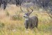 mule_deer