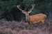 red_deer